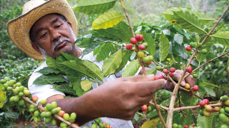Mejoramos las vidas de los cultivadores de café