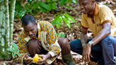 Imagen de cultivadores de cacao