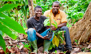 Colaboradores iniciativa Nestlé Cocoa Plan