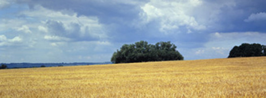 Campo de cereales