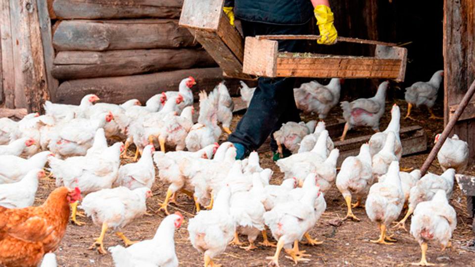 Imagen de pollos en una granja