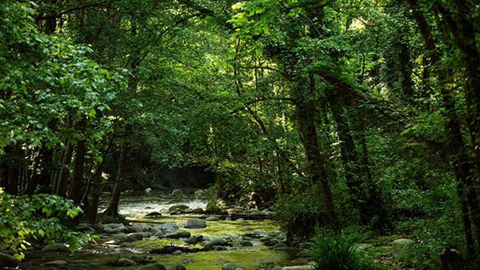 Imagen de un río que hay en un bosque