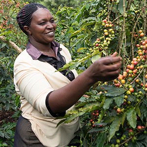 Recolector de café en Kenya