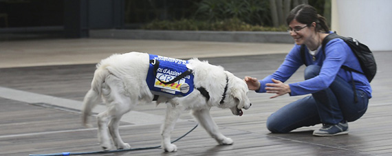 Perro de asistencia Iniciativa Purina
