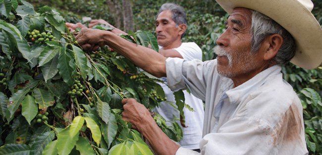 Agricultores recogiendo café