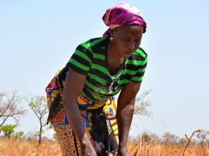 Una telenovela creada por Nestlé ayuda a erradicar una enfermedad de los cultivos en África Occidental