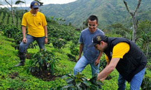Agrónomos asesorando a un cultivador de café del Programa AAA