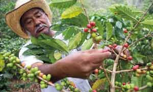 Hombre recogiendo café