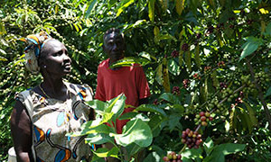 Agricultores en plantación de café