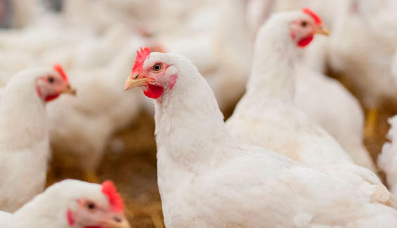Imagen de unos pollos