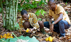Agricultores del cacao