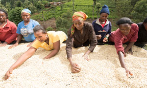 Cultivadoras de café en Kenia