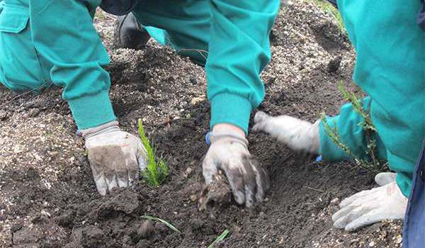 purina-reforestacion-2