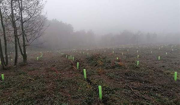 purina-reforestacion-3