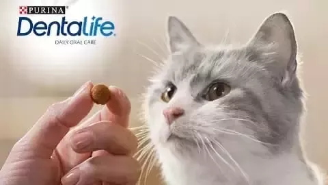 Gato
