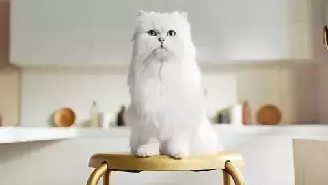 Gato
