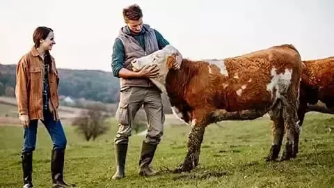 Granjero con vacas