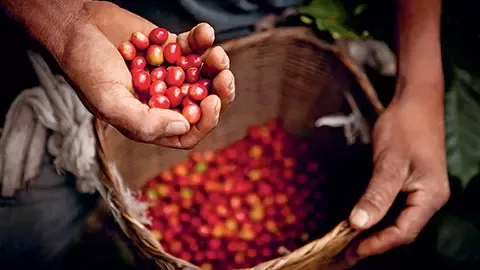 café crudo