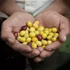 Semillas de café