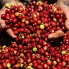 Persona sujetando granos de café